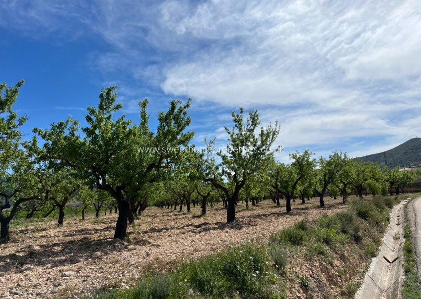 Resale - Plot - Hondon De Los Frailes