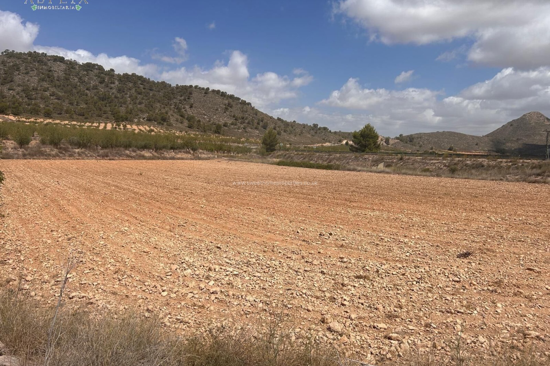 Resale - Plot - Jumilla - JUMILLA RURAL