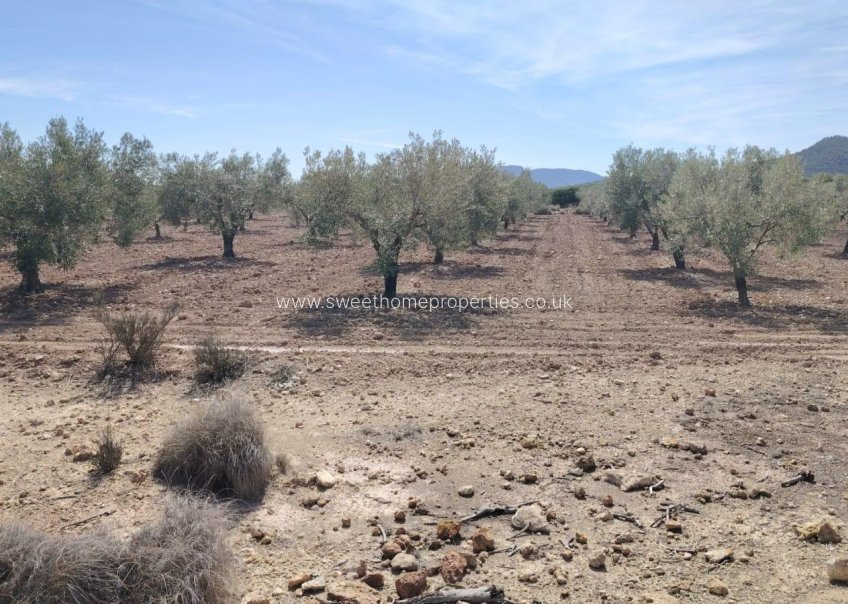 Resale - Plot - Monovar - Casas del Señor