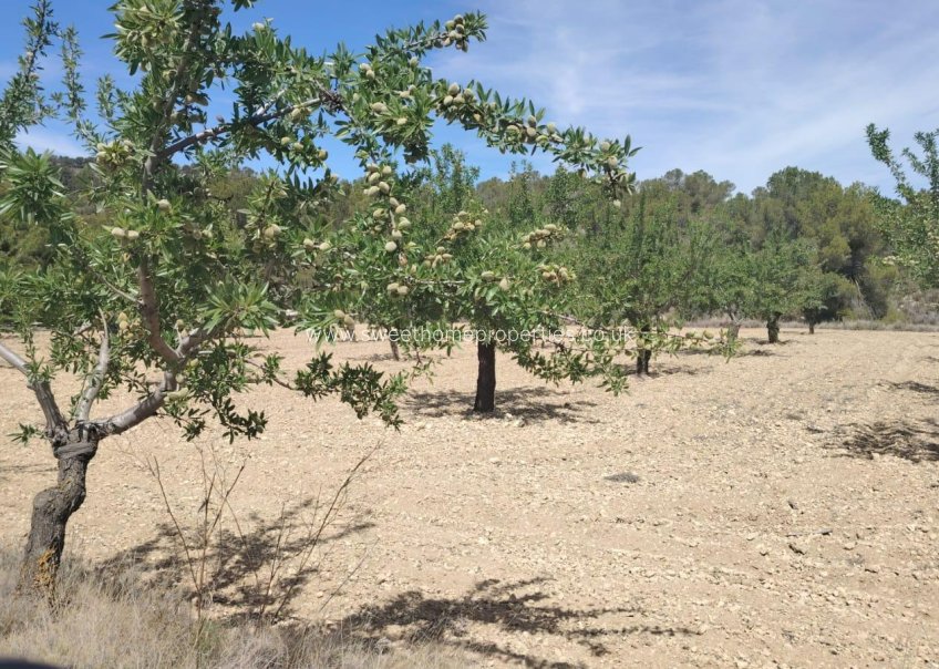 Resale - Plot - Monovar - Casas del Señor