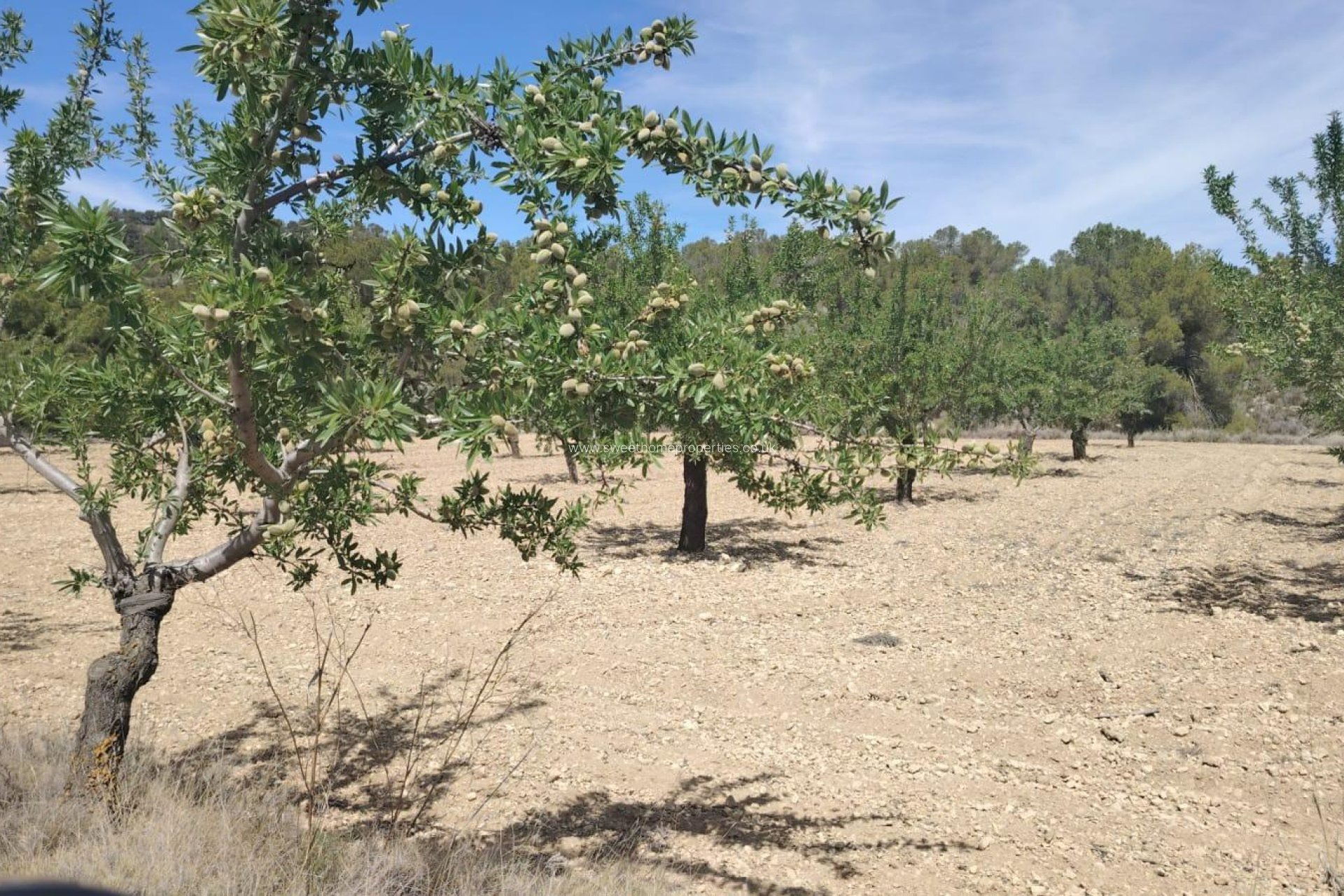 Resale - Plot - Monovar - Casas del Señor