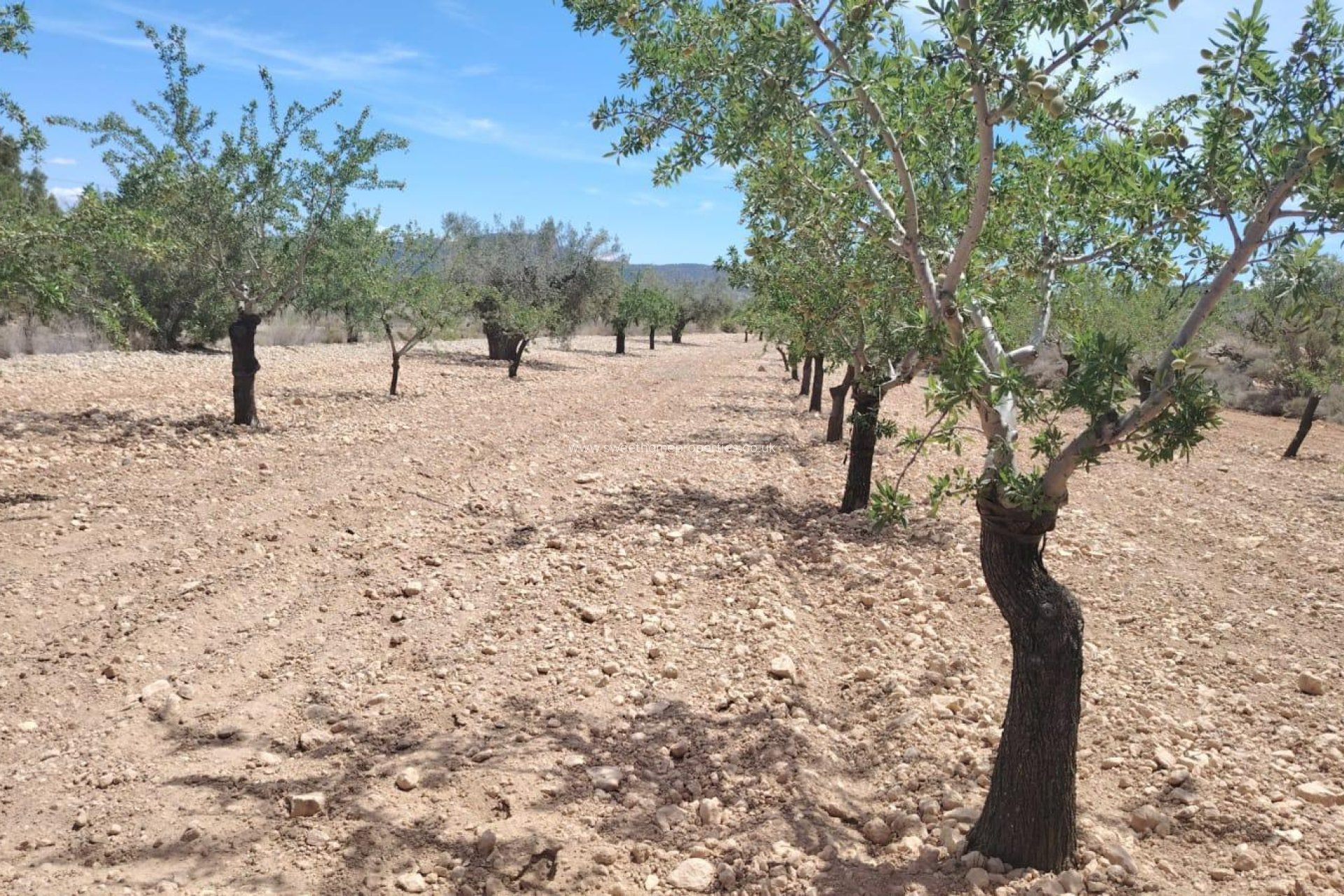 Resale - Plot - Monovar - Casas del Señor