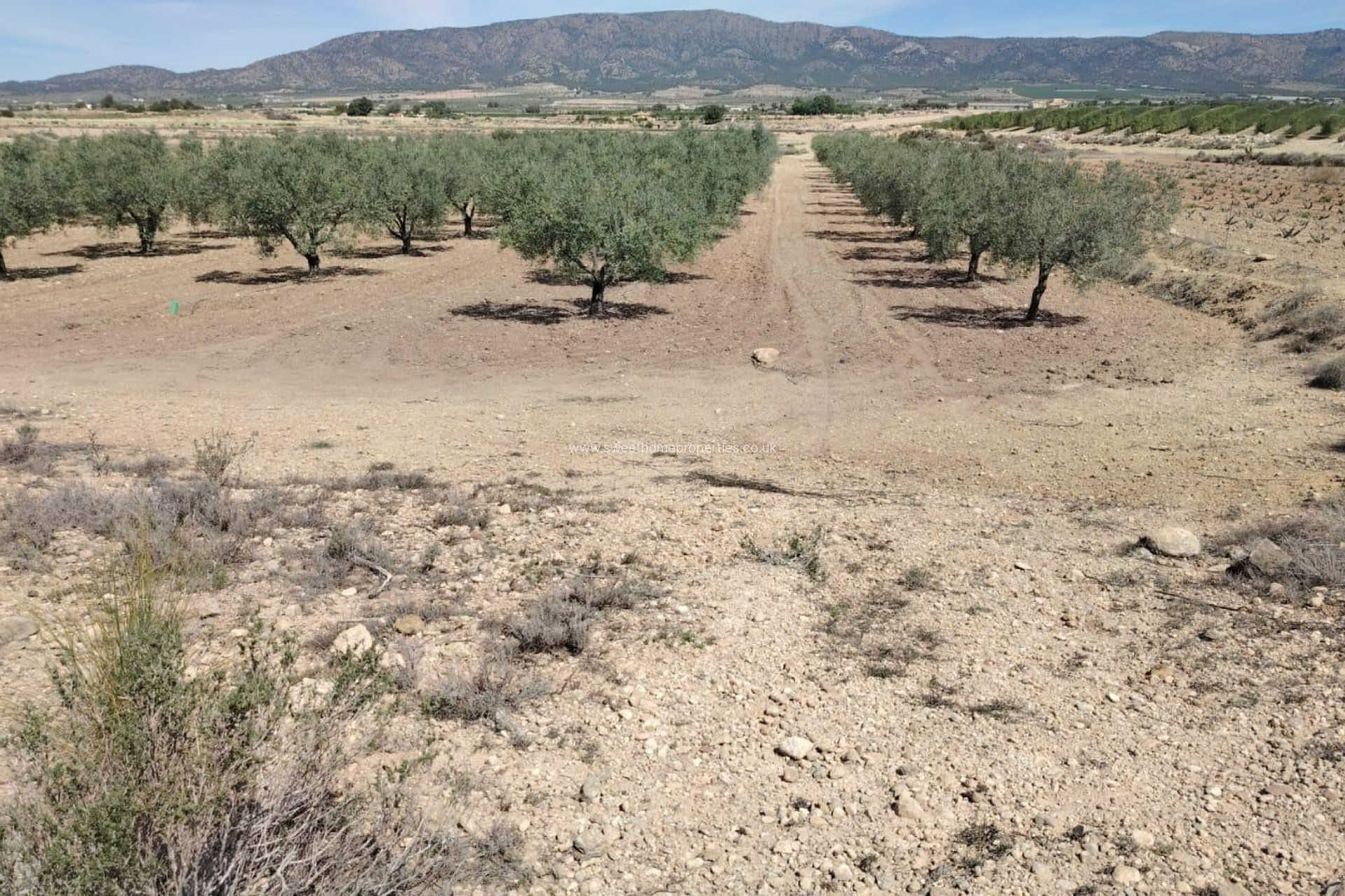 Resale - Plot - Monovar - Font del pi