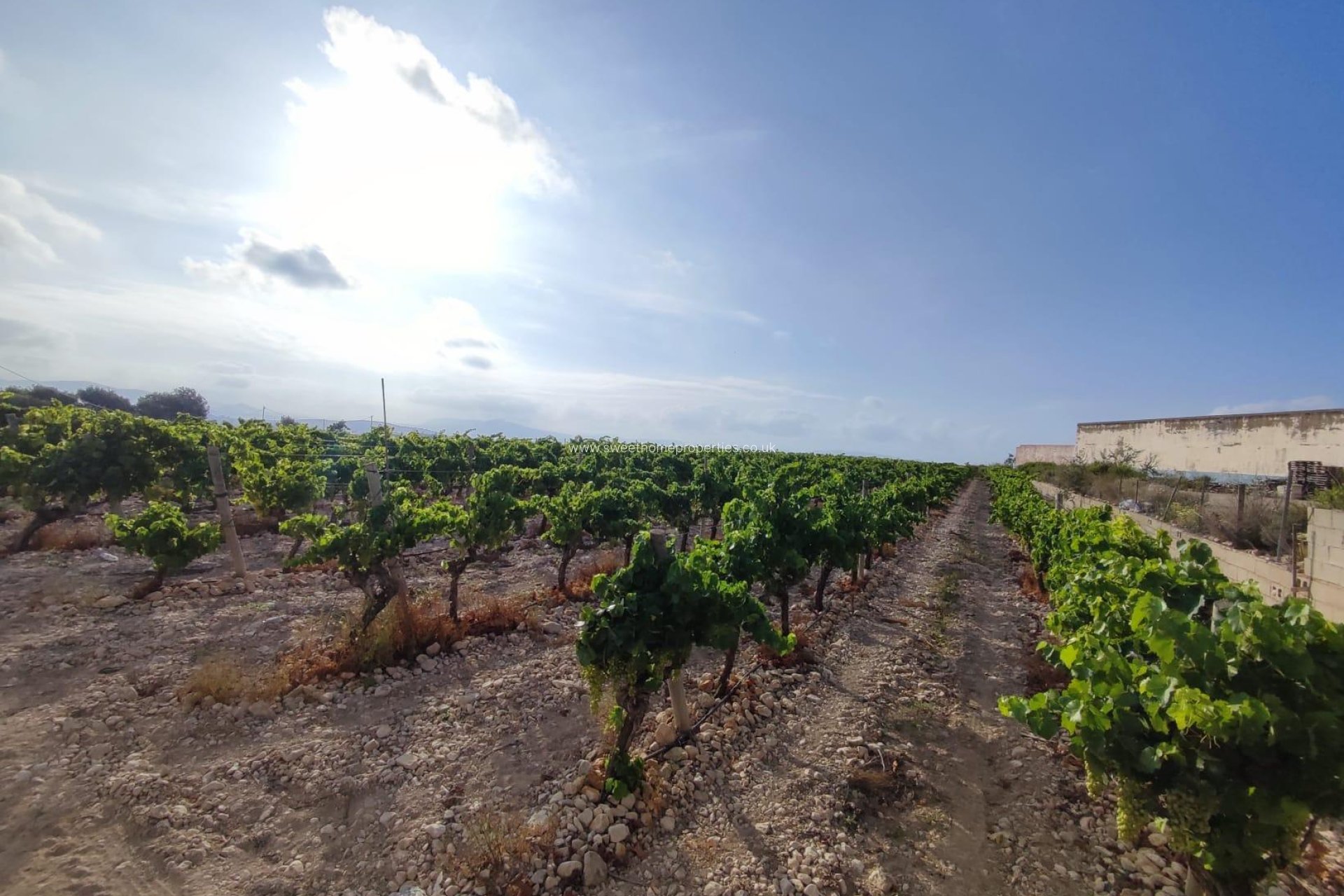 Resale - Plot - Novelda - CENTRO