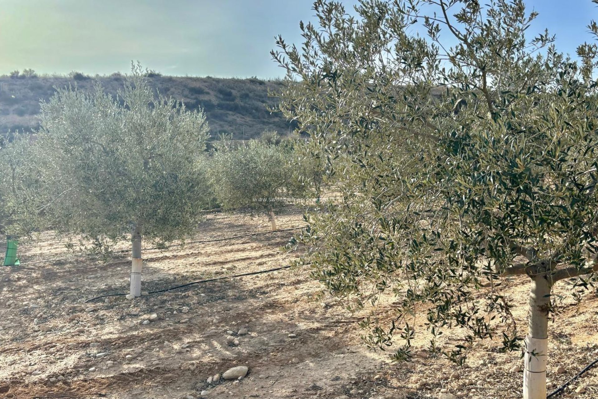 Reventa - Casa de campo - Aspe - El rabosero