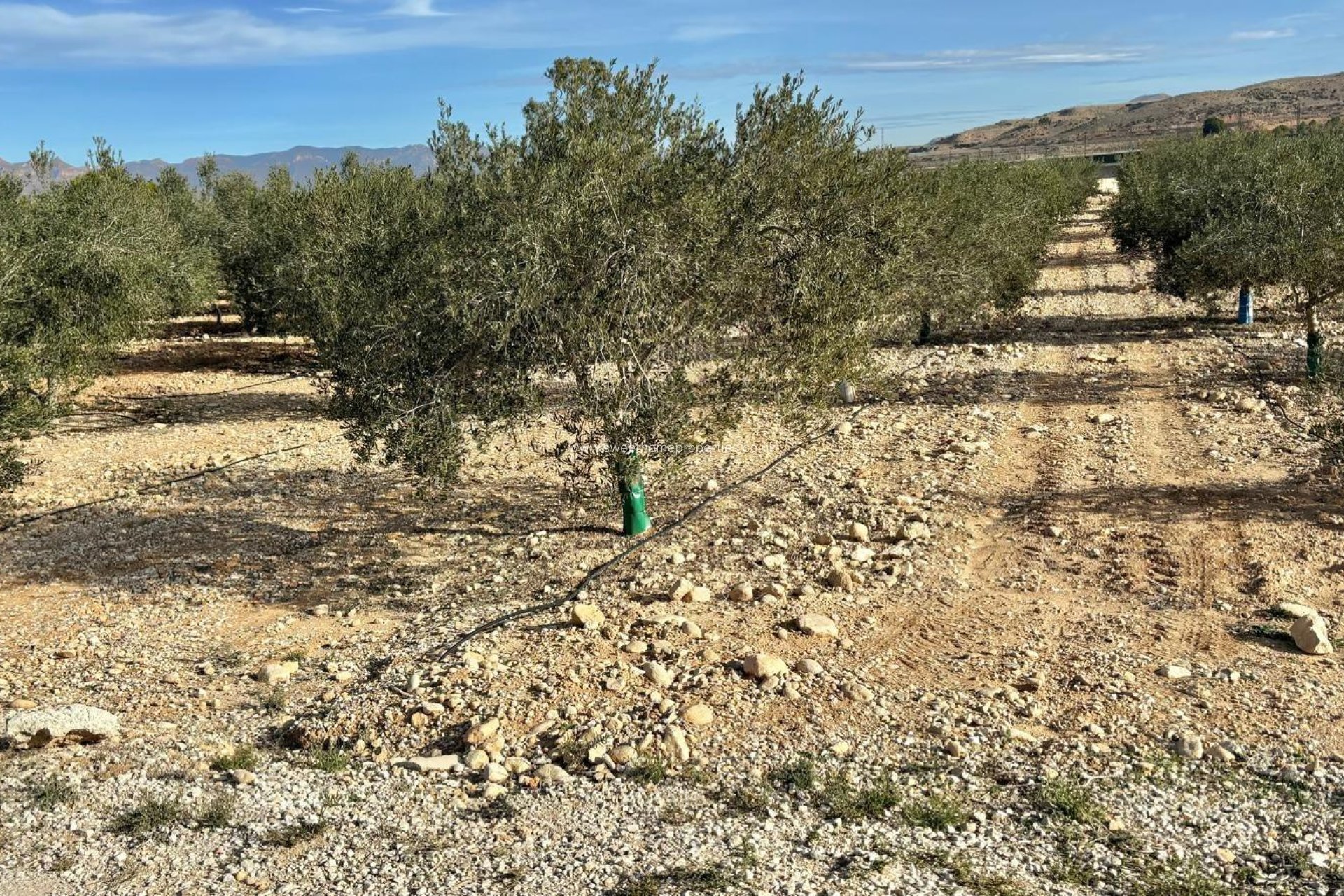 Reventa - Casa de campo - Aspe - El rabosero