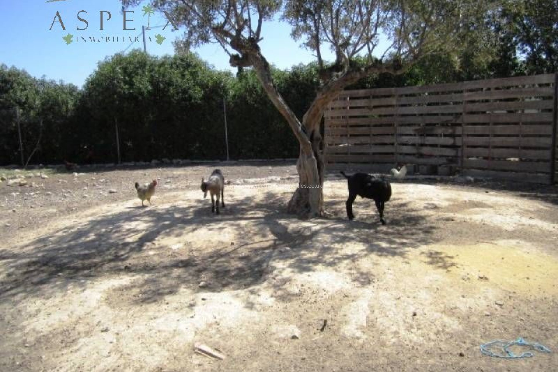 Reventa - Casa de campo - Aspe - Tolomo