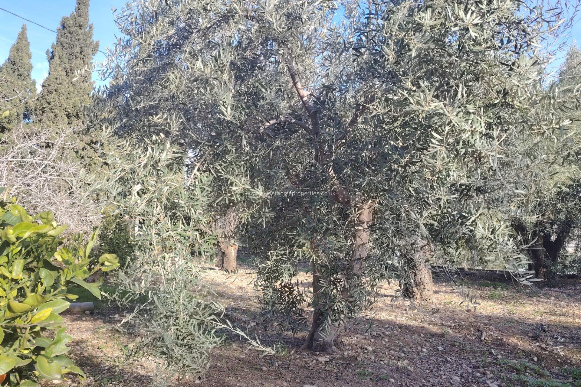 Reventa - Casa de campo - Aspe