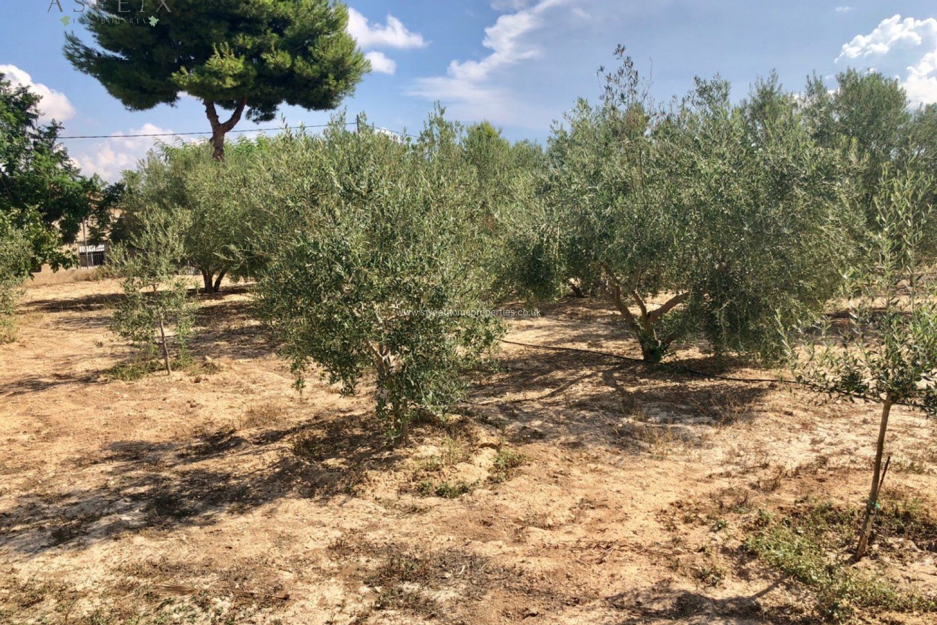 Reventa - Chalet - Aspe - Tolomo Alto