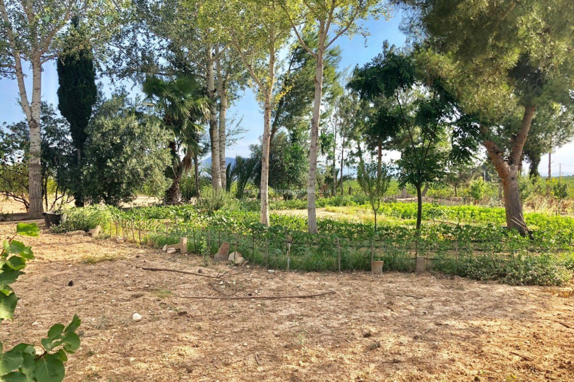 Reventa - Chalet - Crevillente - BARRANCO SAN CAYETANO