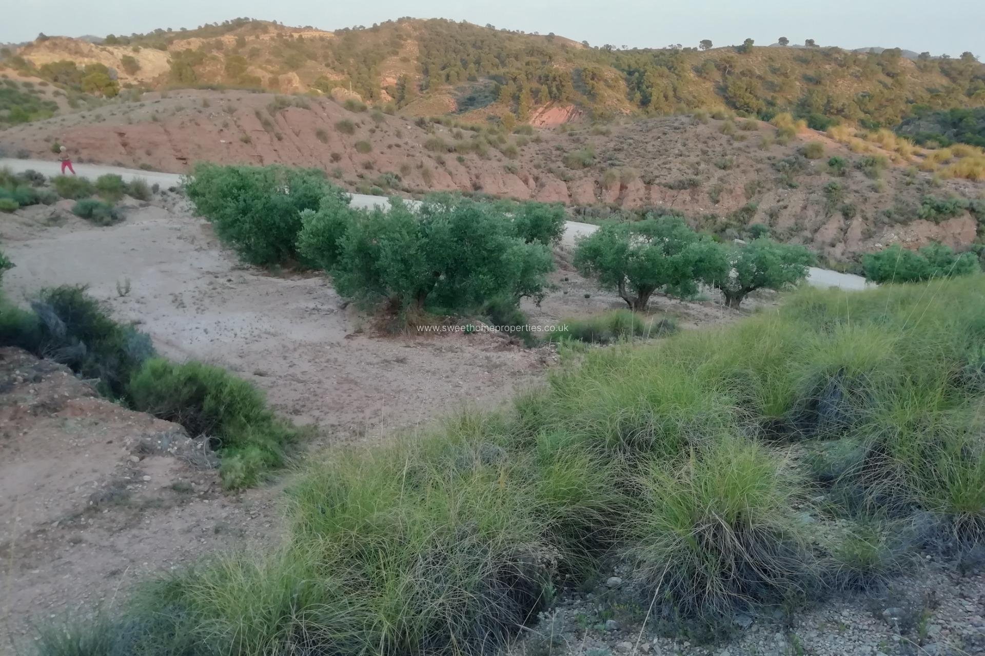 Reventa - Plot - Abanilla - MACISVENDA