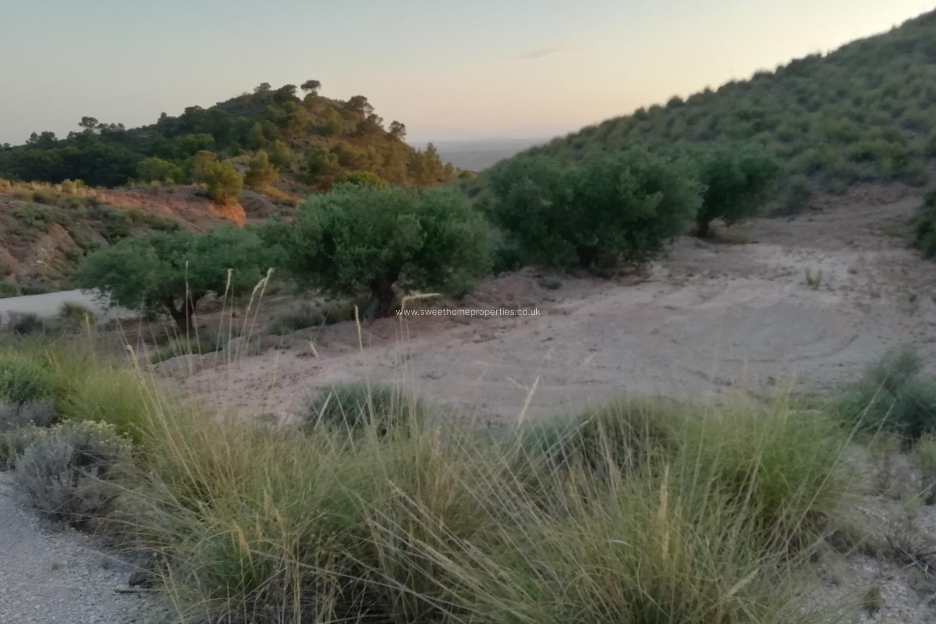 Reventa - Plot - Abanilla - MACISVENDA