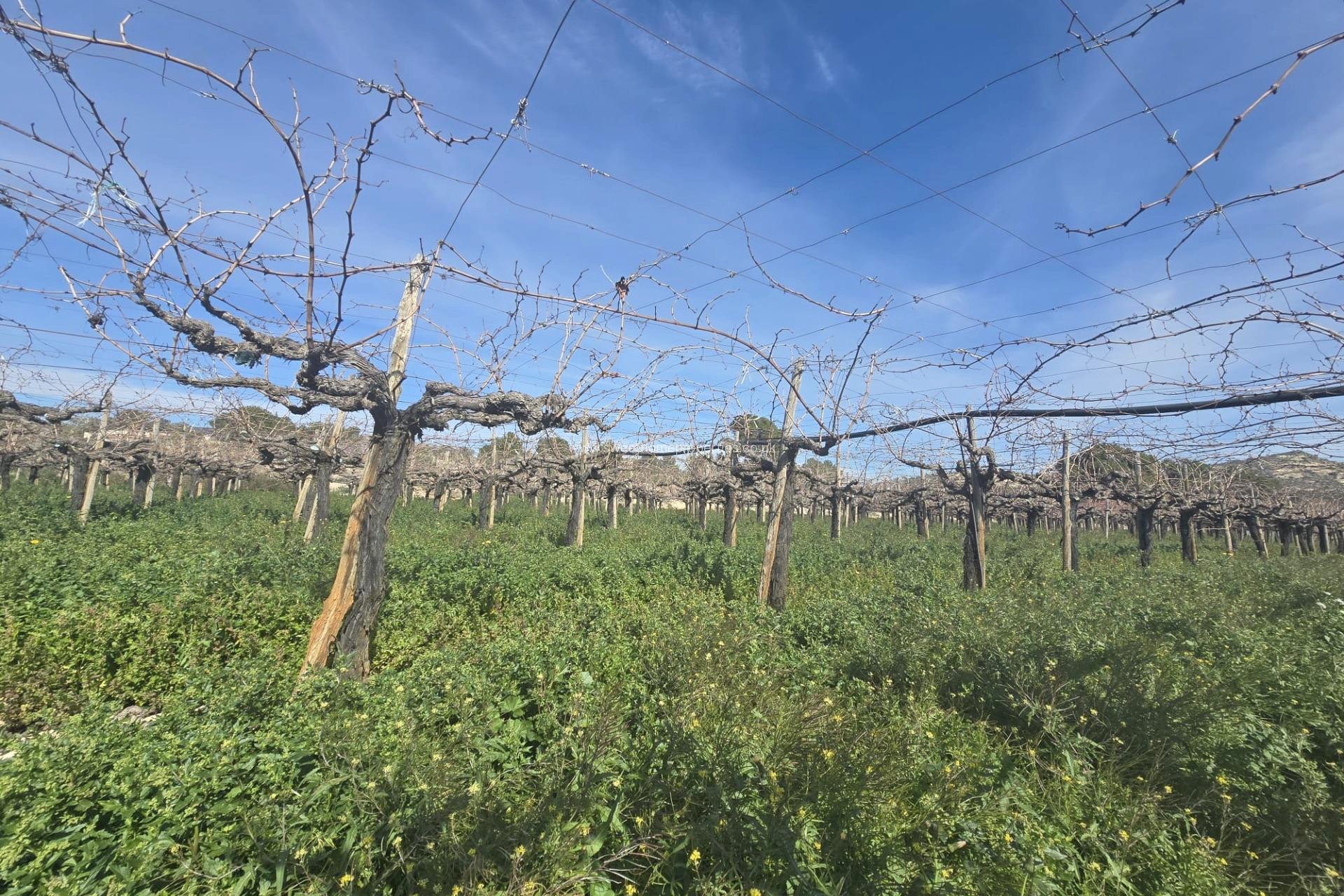 Reventa - Plot - Aspe - Pedanías Este