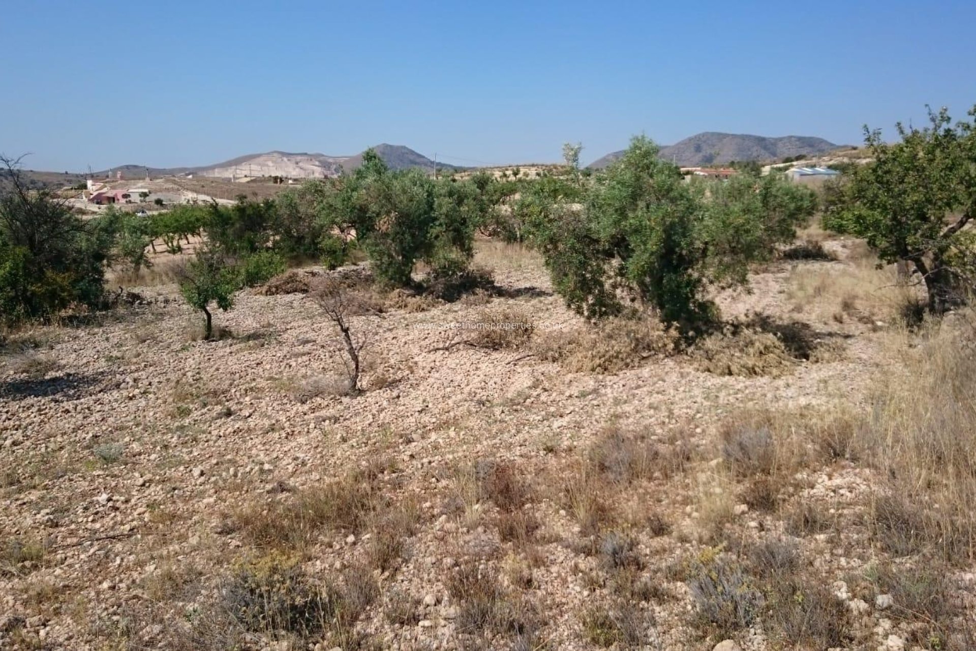 Reventa - Plot - Hondon De Las Nieves - LA CANALOSA