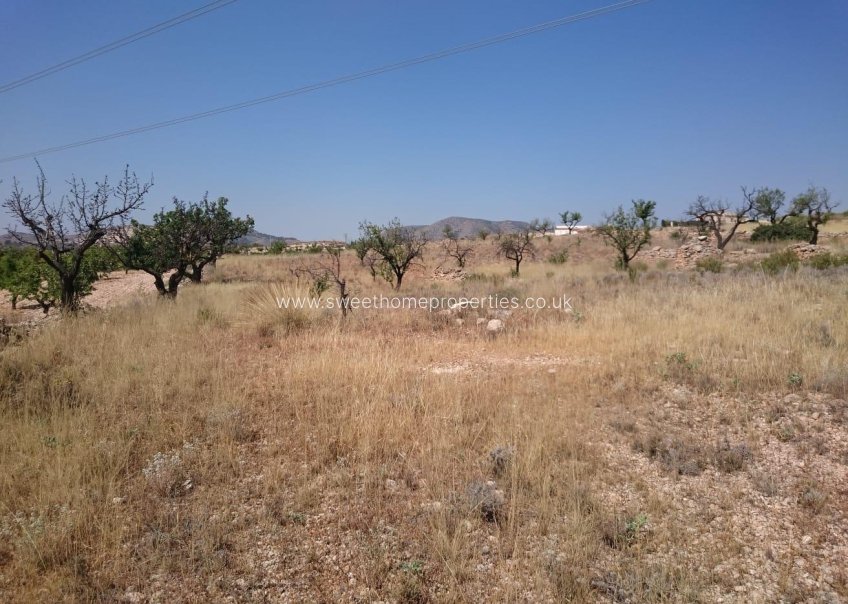 Reventa - Plot - Hondon De Las Nieves - LA CANALOSA