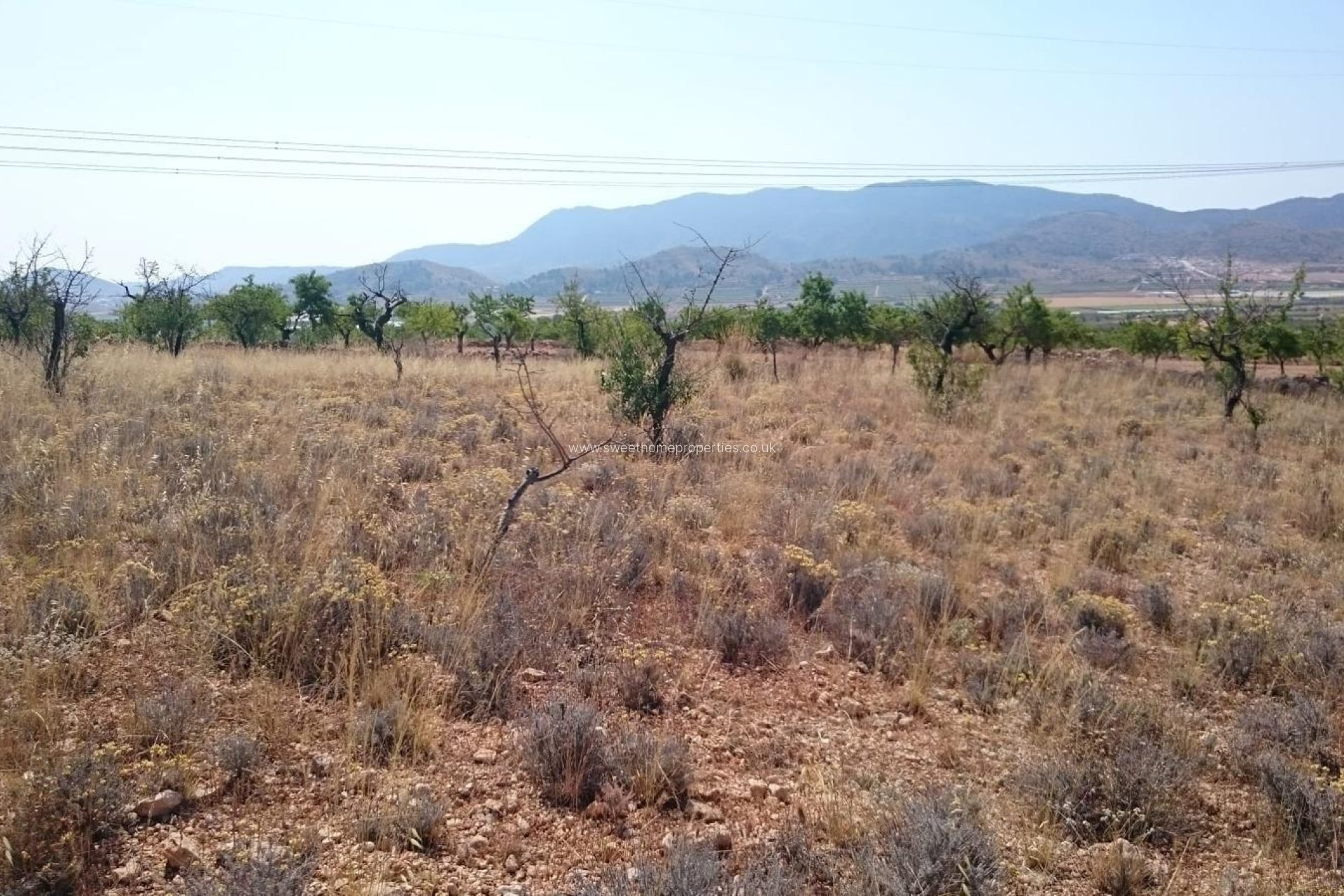 Reventa - Plot - Hondon De Las Nieves - LA CANALOSA