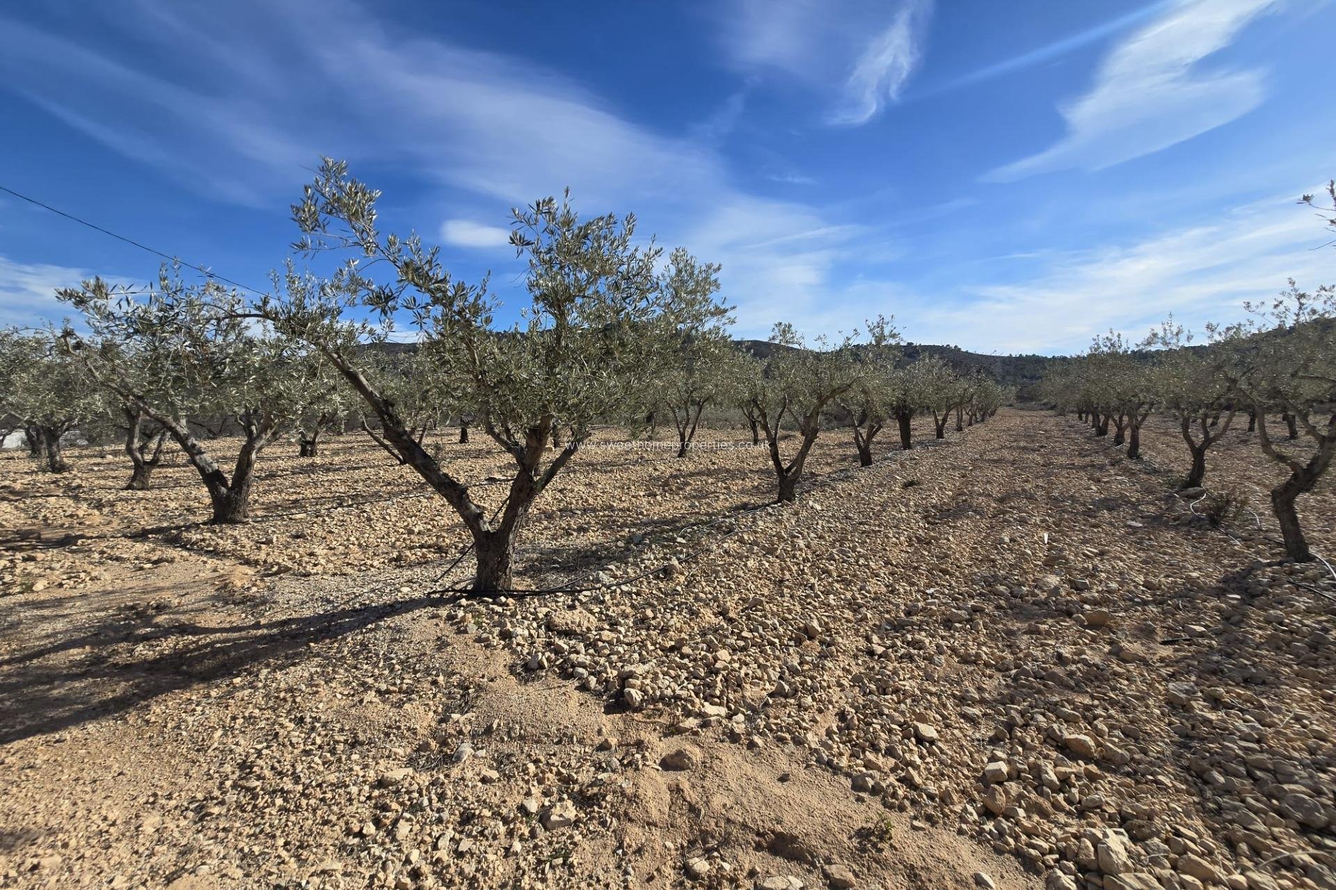 Reventa - Plot - Hondon De Las Nieves - La cava