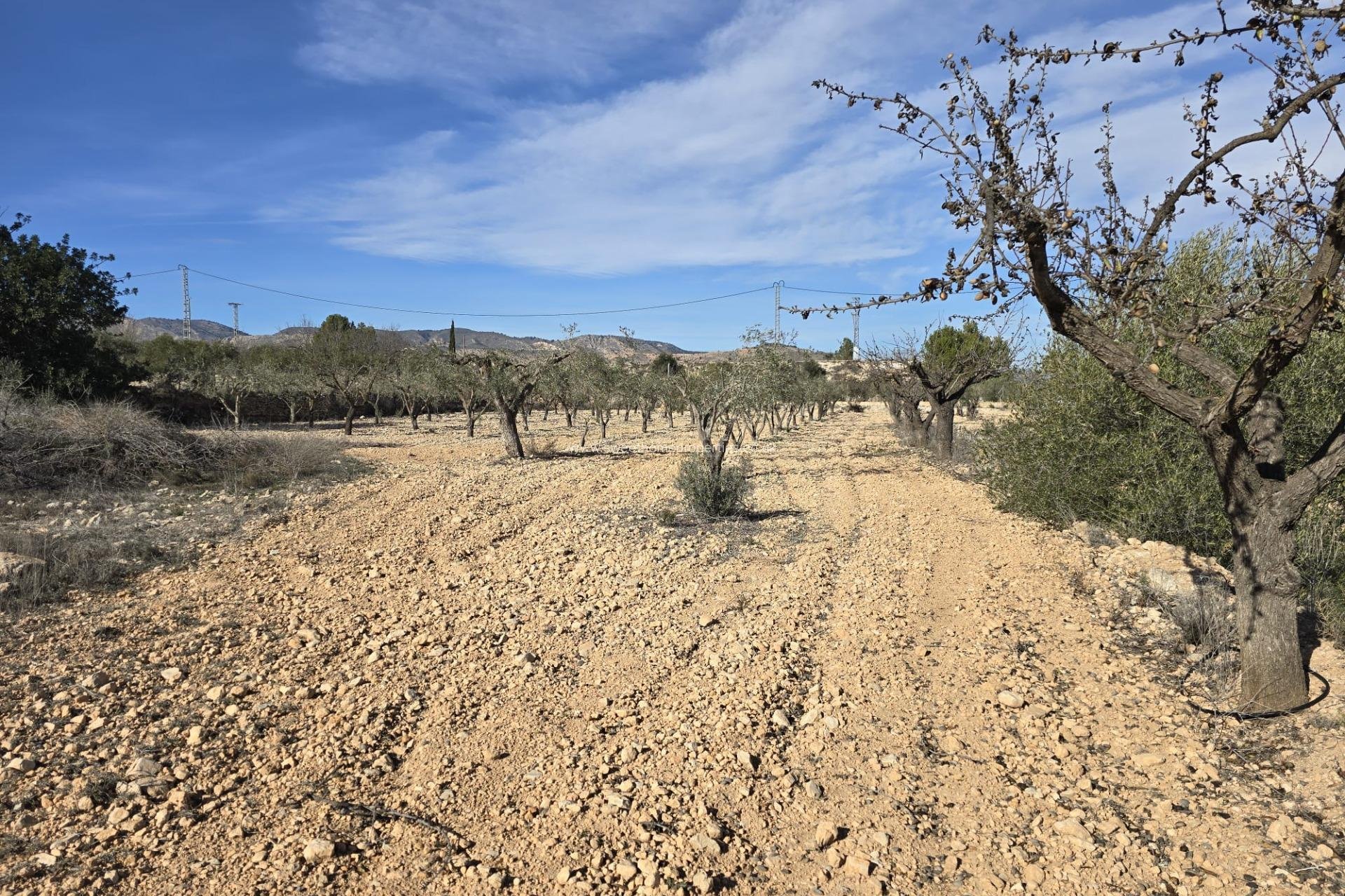 Reventa - Plot - Hondon De Las Nieves - La cava