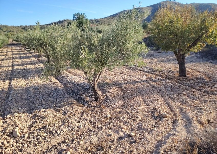 Reventa - Plot - Hondon De Las Nieves - La cava