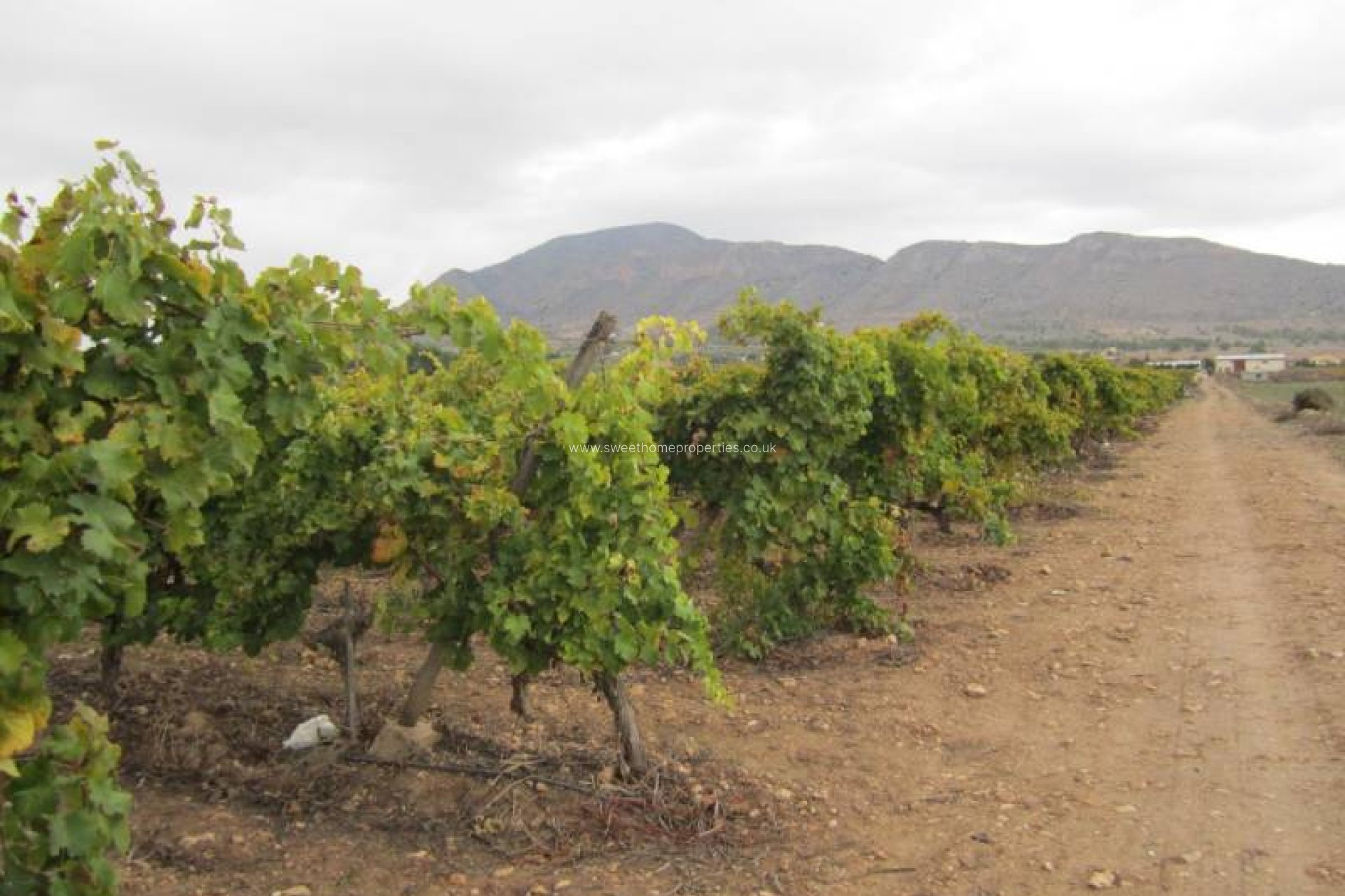 Reventa - Plot - Hondon De Las Nieves - SIMOLA