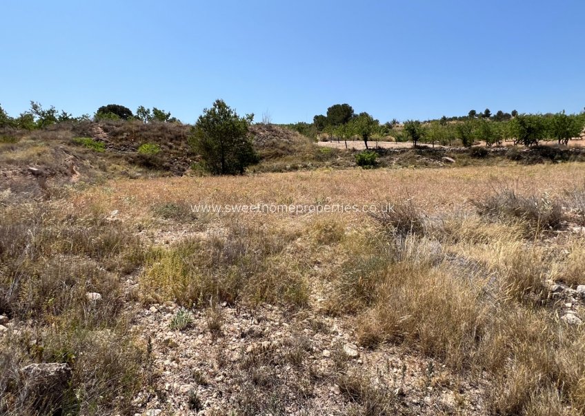 Reventa - Plot - Hondon De Los Frailes - Barbarroja