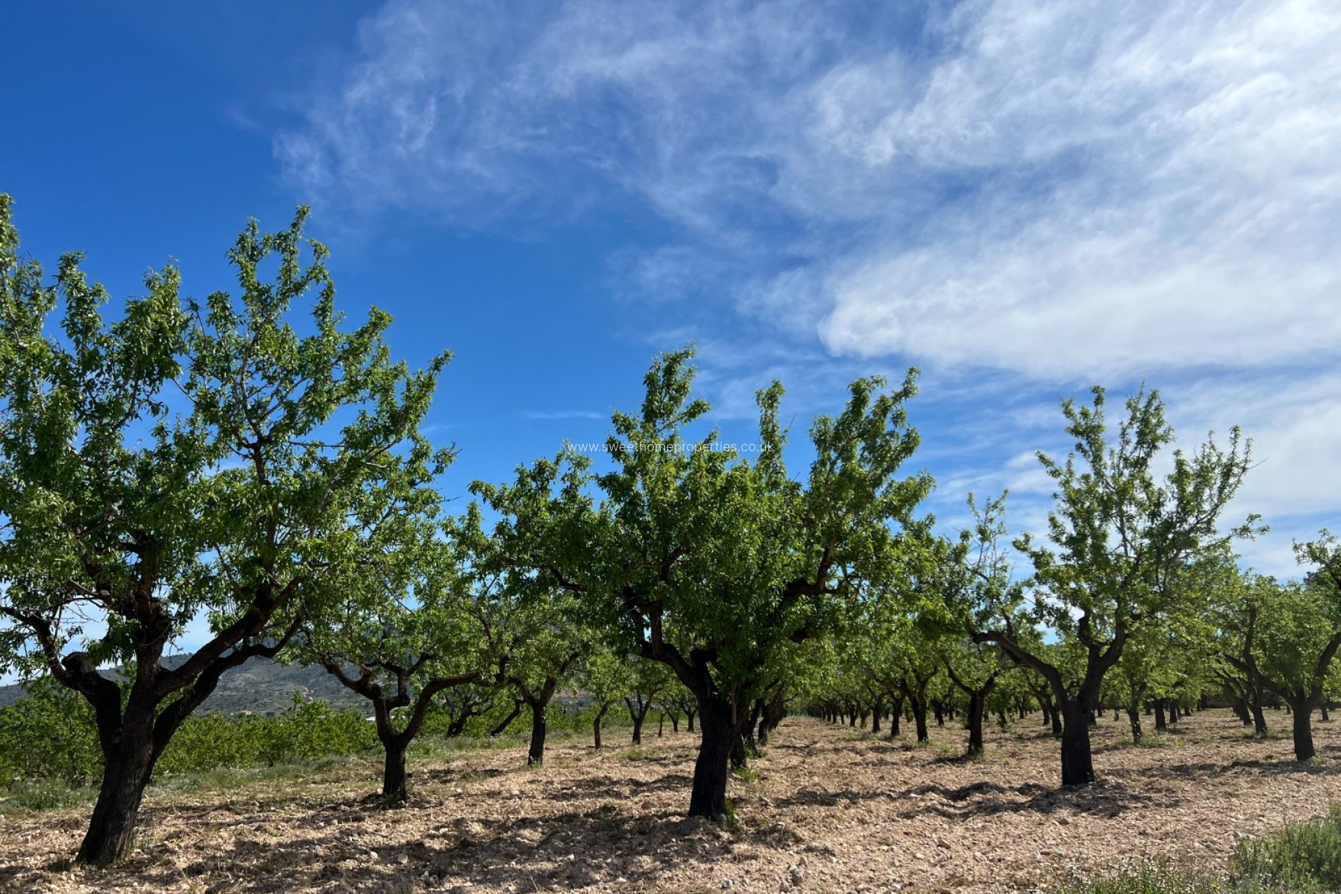 Reventa - Plot - Hondon De Los Frailes