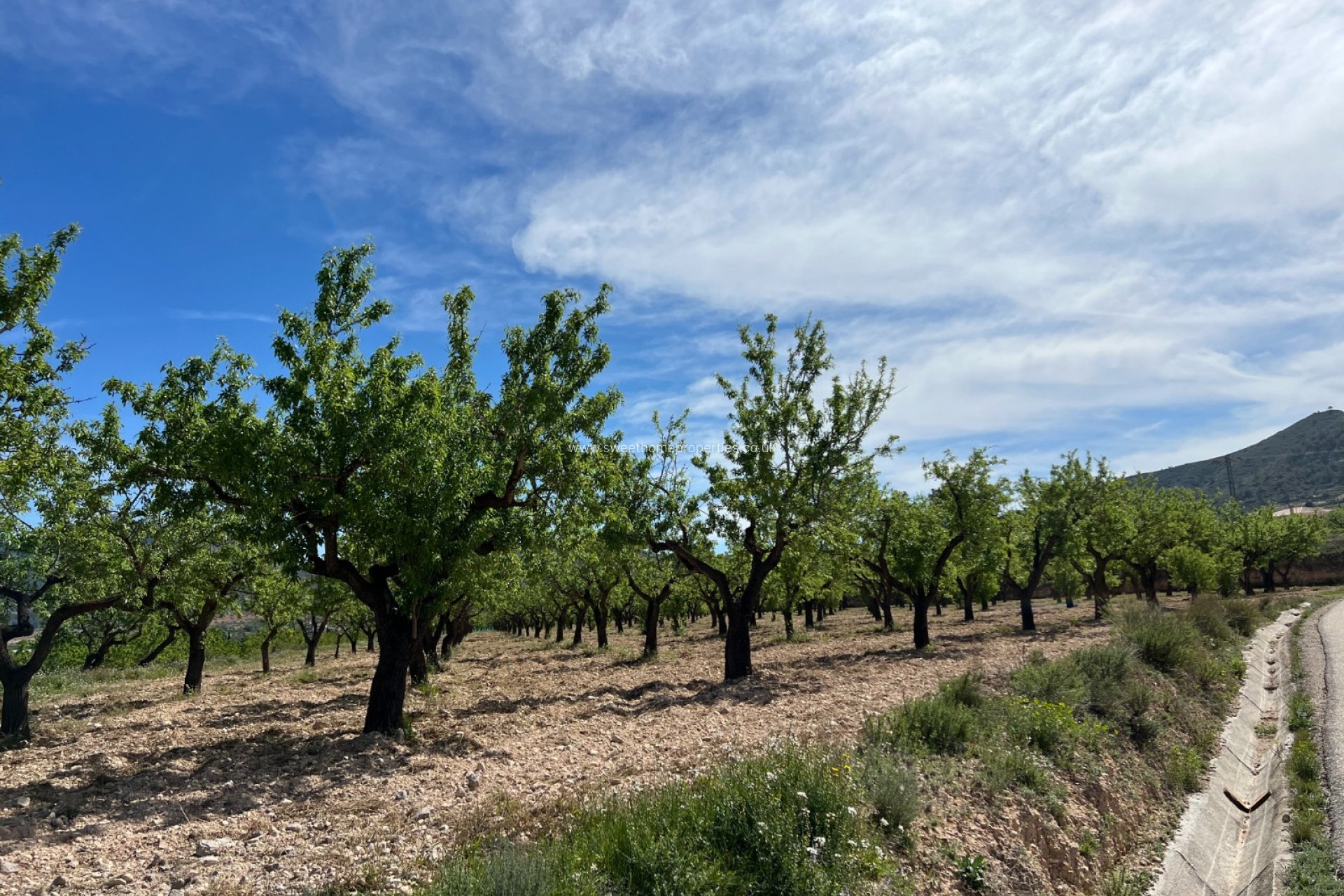 Reventa - Plot - Hondon De Los Frailes