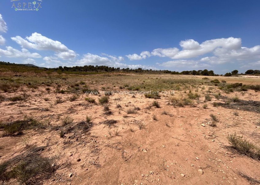 Reventa - Plot - Jumilla - JUMILLA RURAL