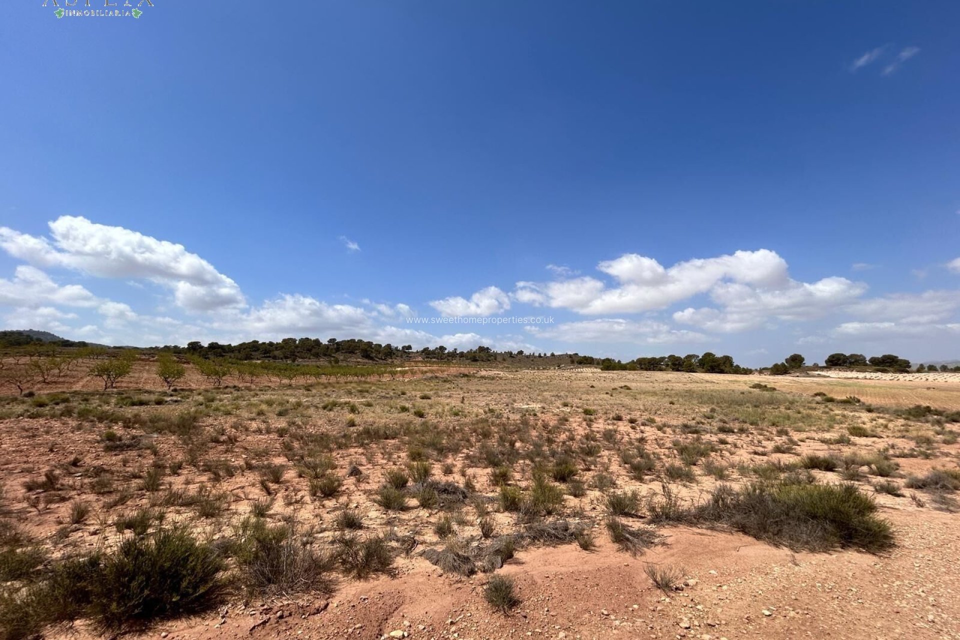 Reventa - Plot - Jumilla - JUMILLA RURAL