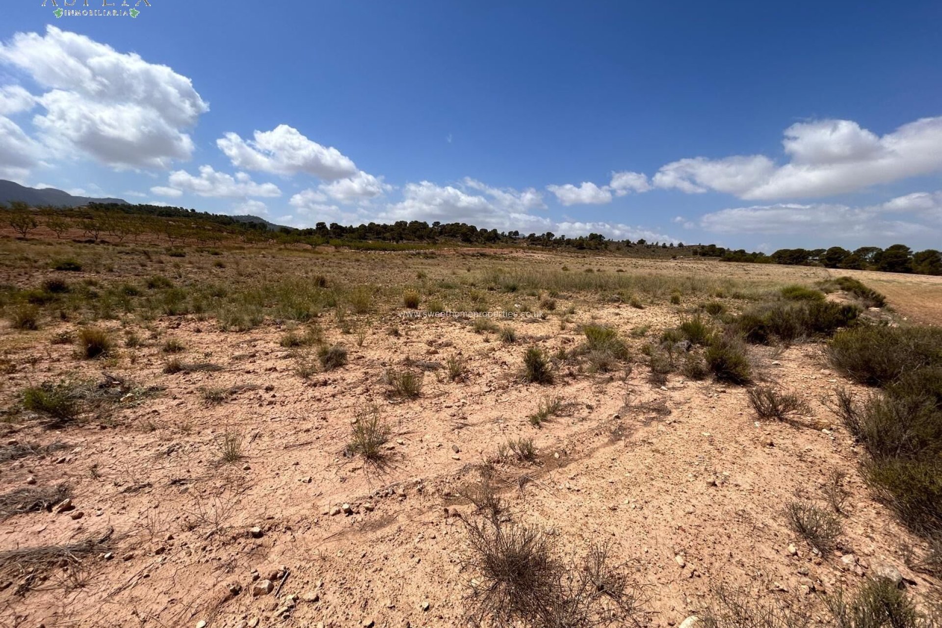 Reventa - Plot - Jumilla - JUMILLA RURAL