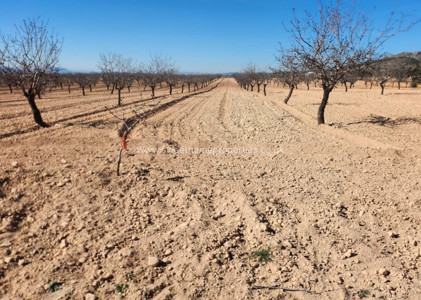 Reventa - Plot - Jumilla - Pinoso