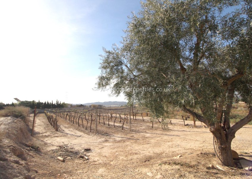 Reventa - Plot - Monforte del Cid - El secano