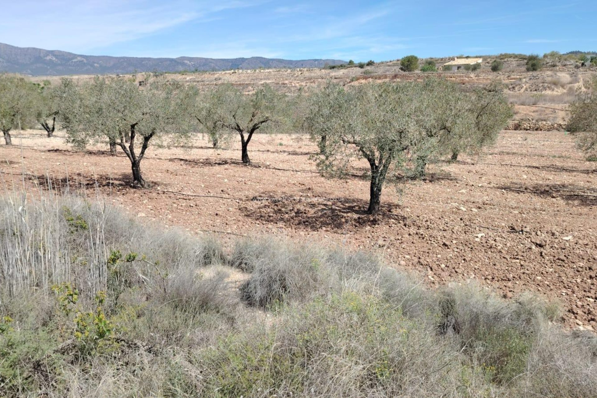 Reventa - Plot - Monovar - Casas juan blanco