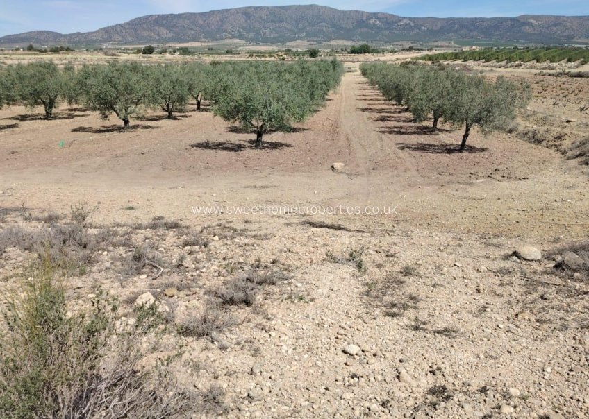 Reventa - Plot - Monovar - Font del pi