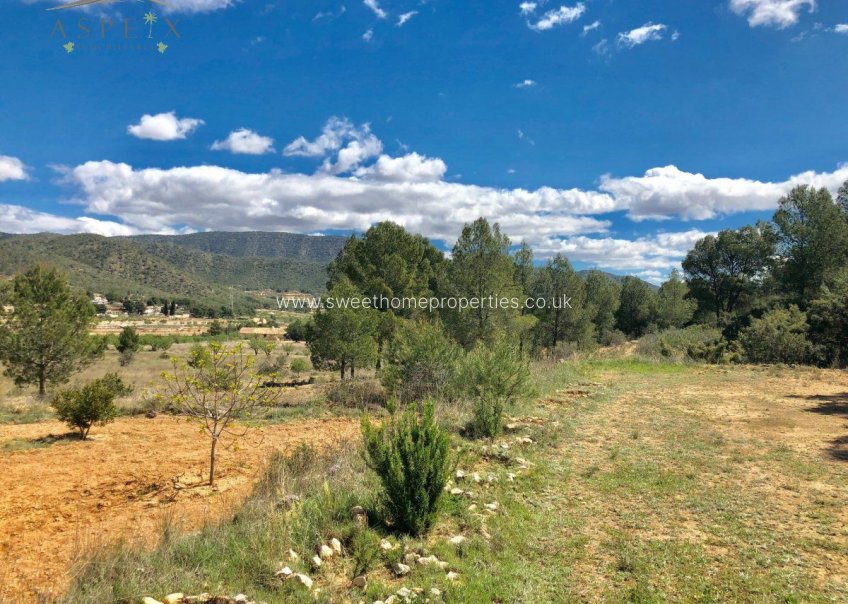 Reventa - Plot - Monovar - LA ROMANETA