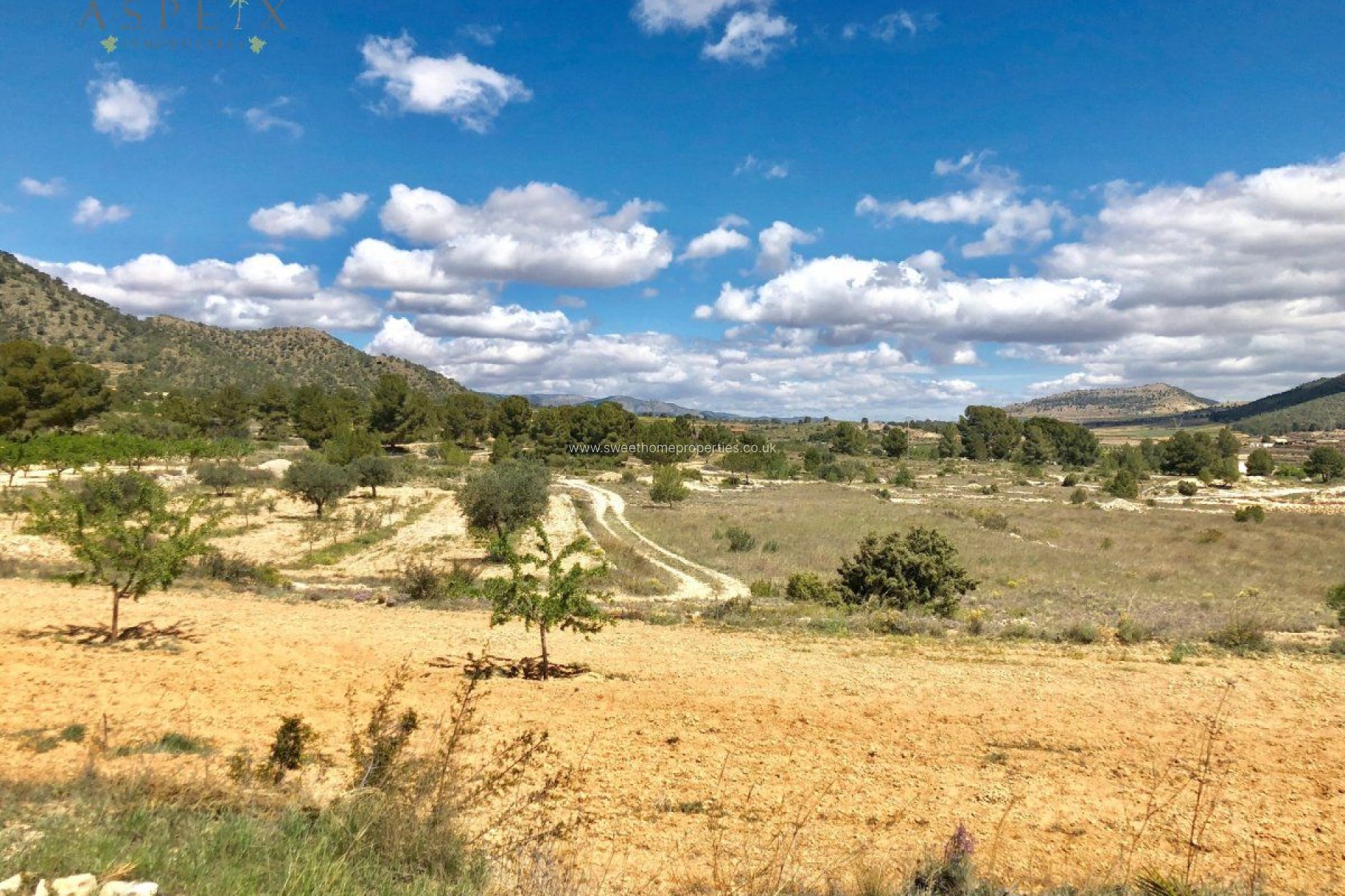 Reventa - Plot - Monovar - LA ROMANETA