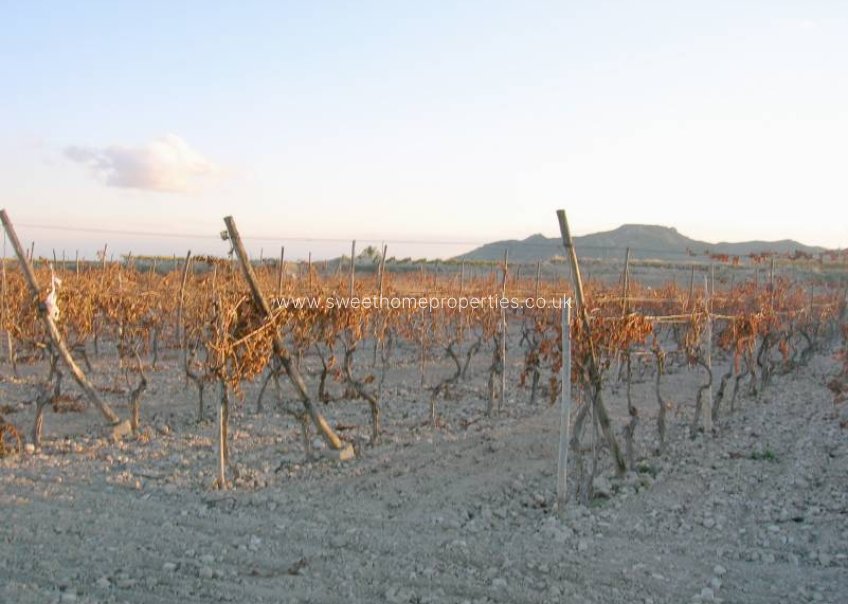 Reventa - Plot - Novelda - BETIES