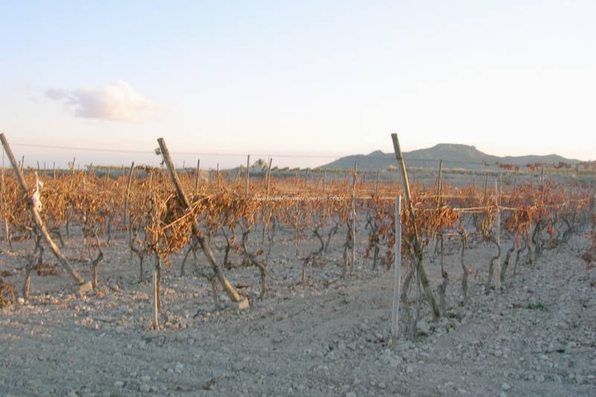 Reventa - Plot - Novelda - BETIES