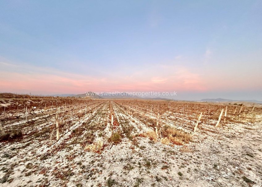 Reventa - Plot - Novelda - BETIES