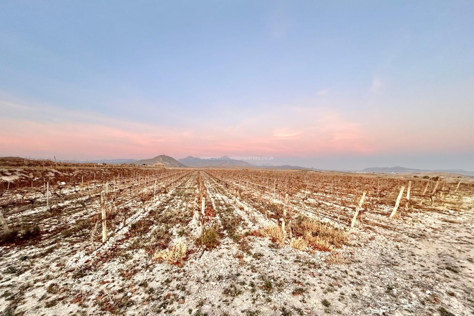 Reventa - Plot - Novelda - BETIES