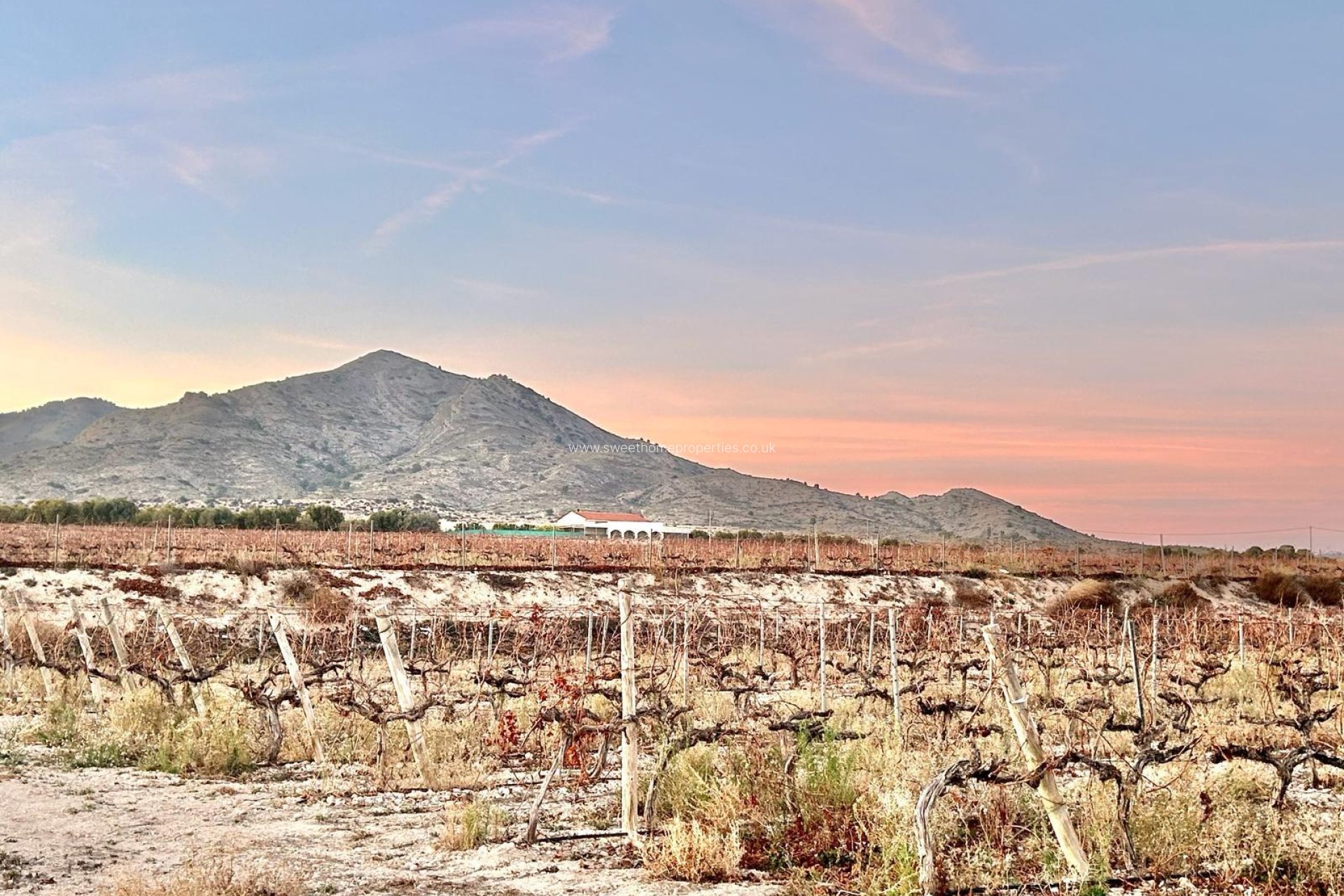 Reventa - Plot - Novelda - BETIES