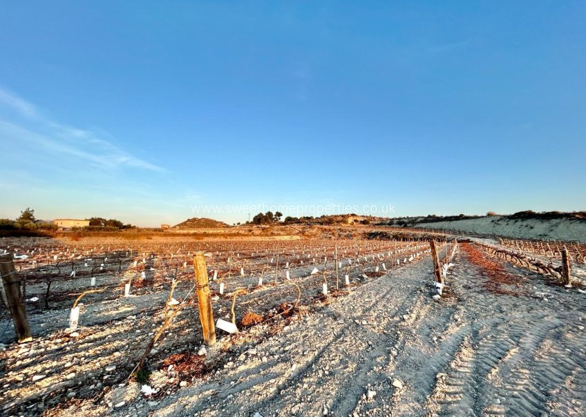 Reventa - Plot - Novelda - BETIES