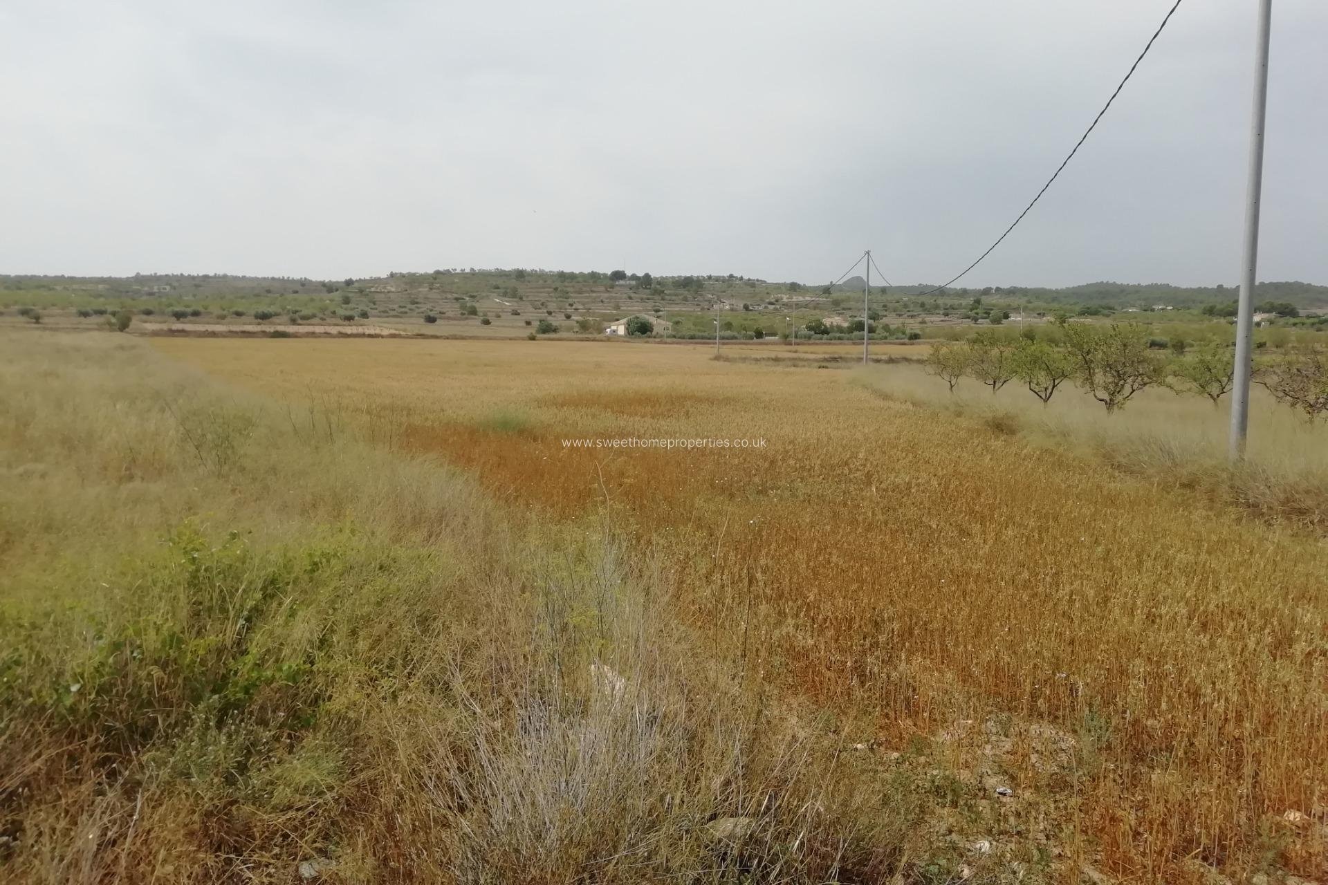 Reventa - Plot - Orihuela - Barbarroja