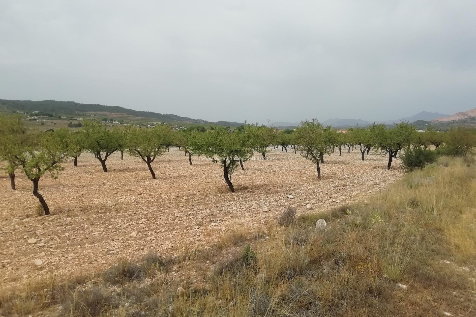 Reventa - Plot - Orihuela - Barbarroja