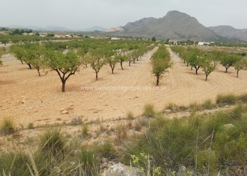 Reventa - Plot - Orihuela - Barbarroja