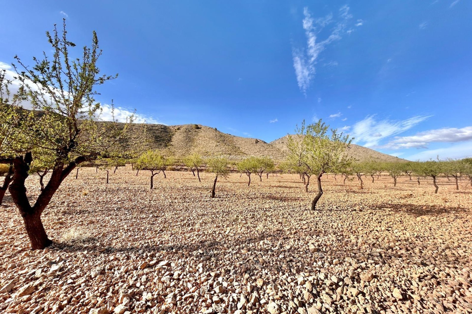 Reventa - Plot - Orihuela - Barbarroja