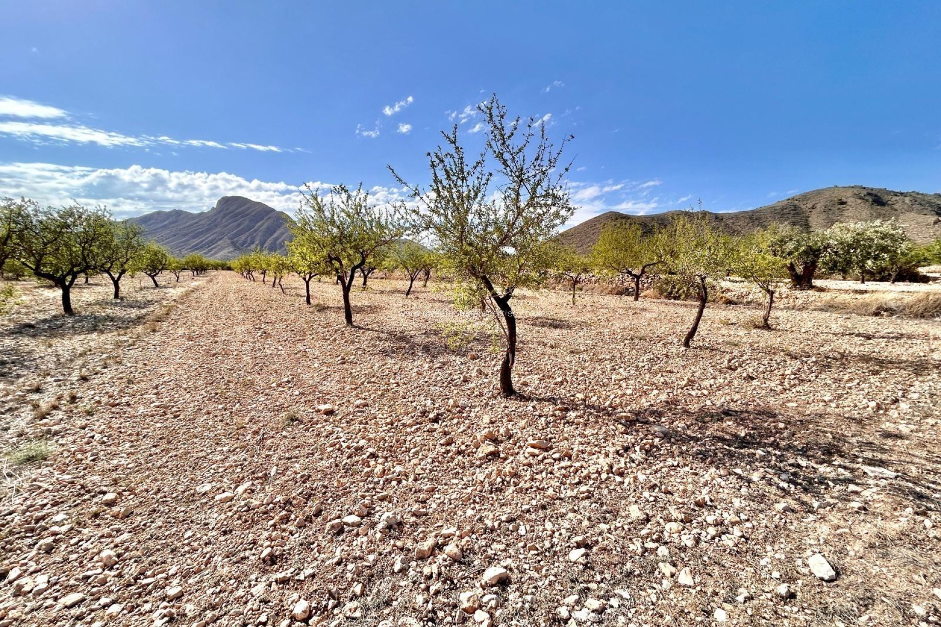 Reventa - Plot - Orihuela - Barbarroja