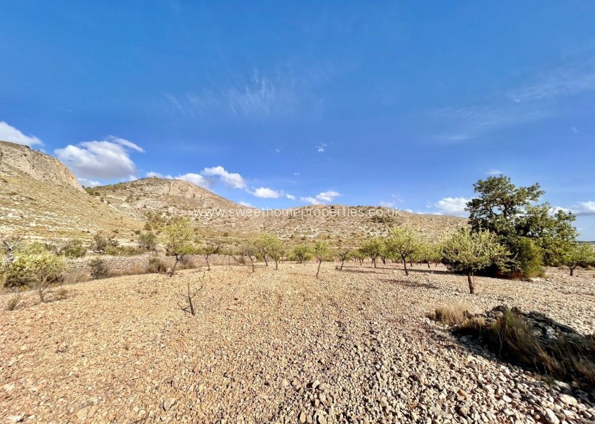 Reventa - Plot - Orihuela - Barbarroja