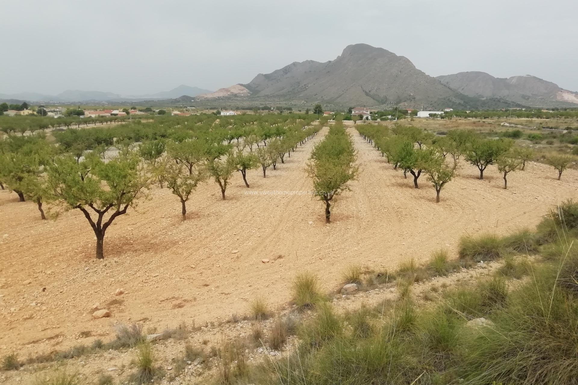 Reventa - Plot - Orihuela - Hondon De Los Frailes