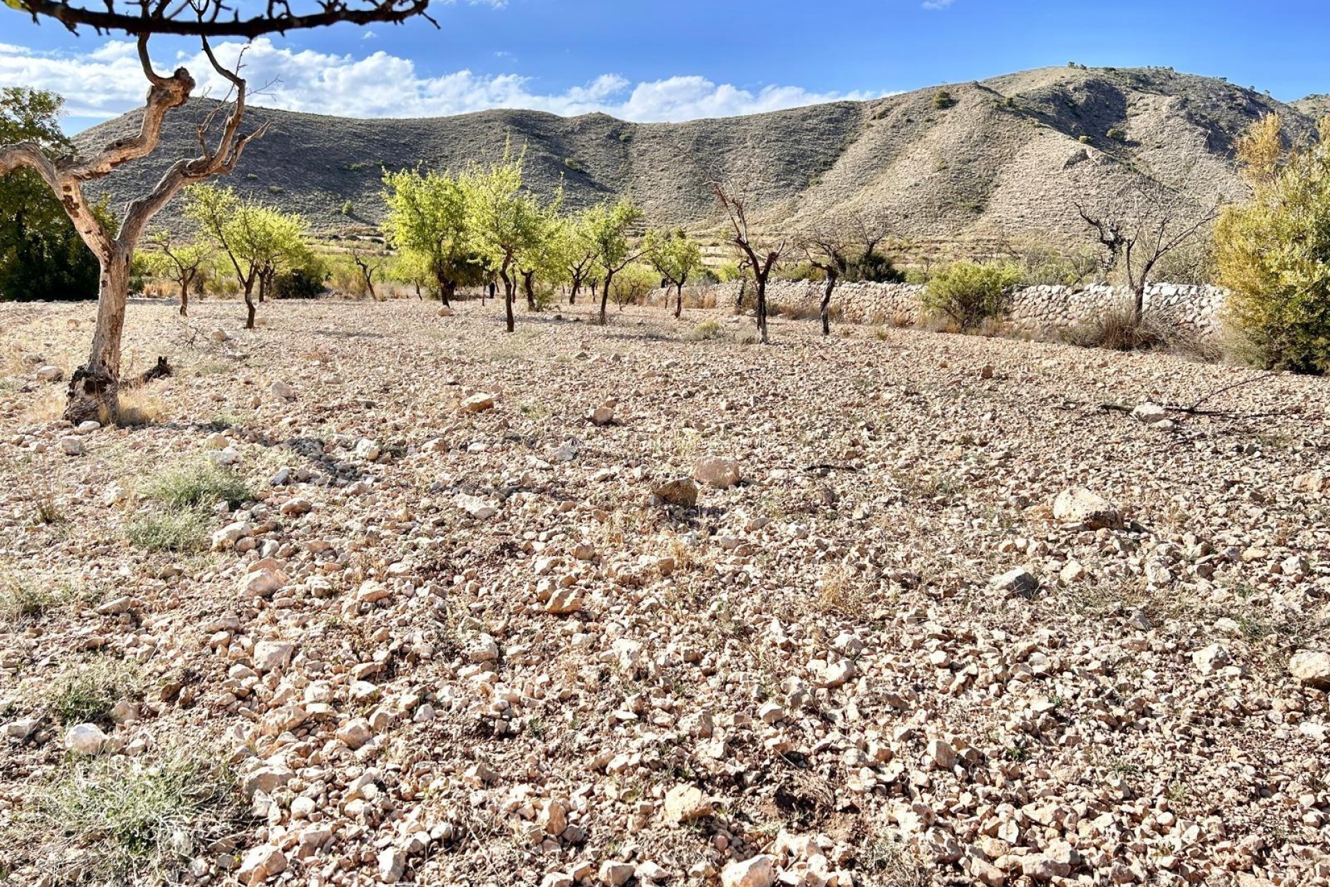 Reventa - Plot - Orihuela - Hondon De Los Frailes